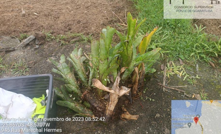 Epífitas são separadas e replantadas em lugar propício para regeneração