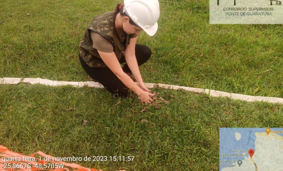 Biólogos em atividade durante supressão vegetal e manejo de fauna