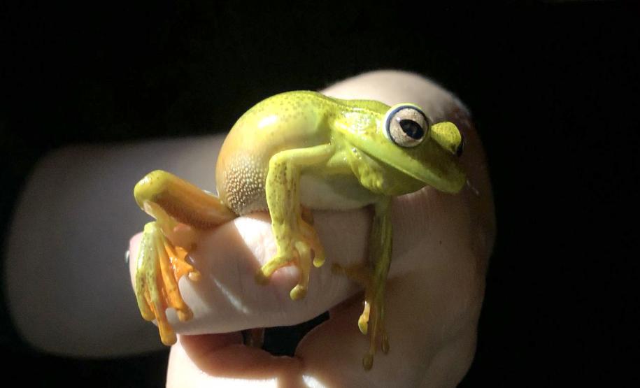 Boana albomarginata (perereca-araponga)