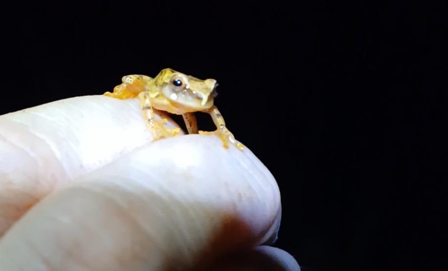Dendropsophus werneri (perereca-grilo)