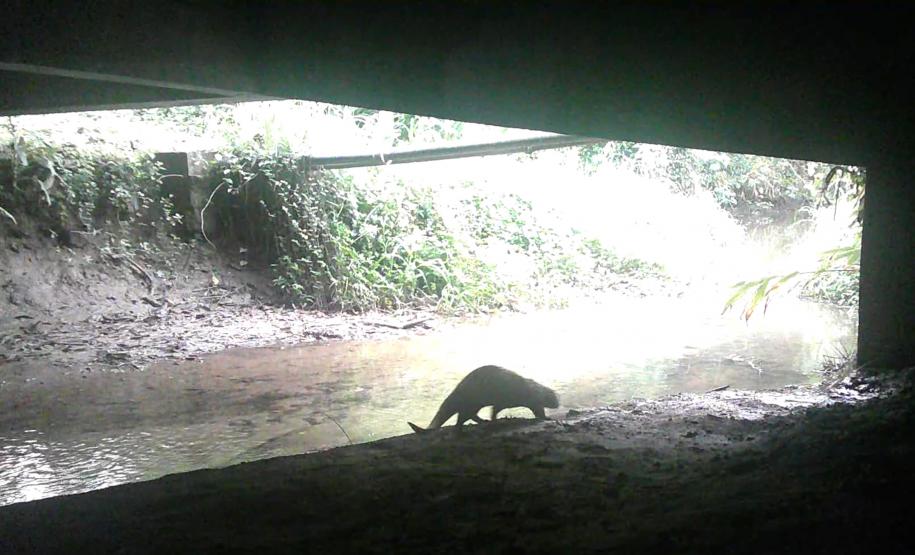 Lontra Longicaudis encontrada no monitoramento ambiental.