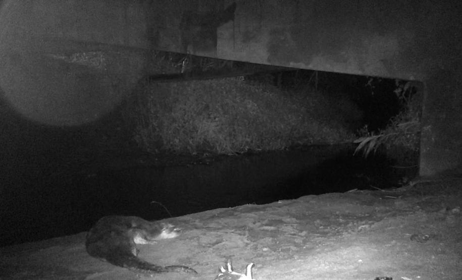 Lontra Longicaudis encontrada no monitoramento ambiental.