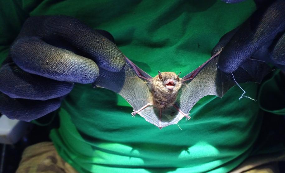 Myotis sp. (morcego)