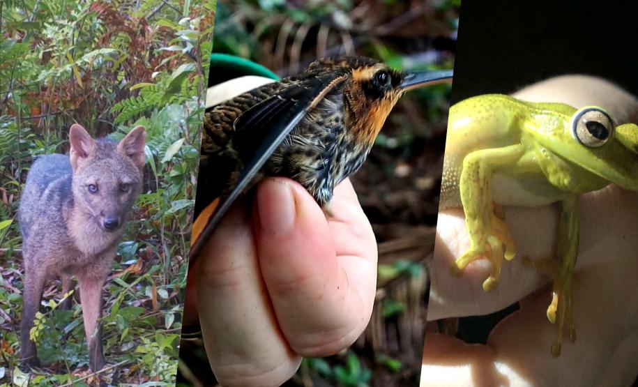 Diversidade de fauna é registrada com monitoramento ambiental