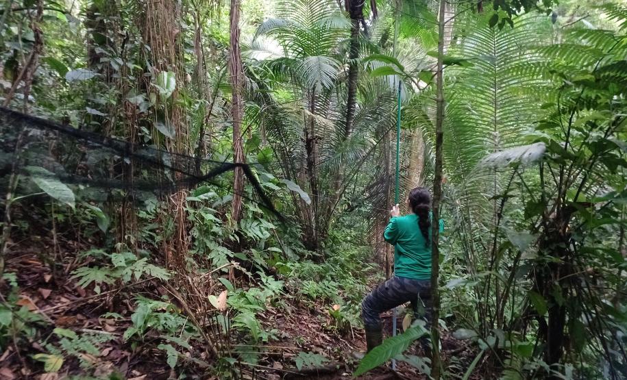 Pesquisadora instalando rede de neblina para captura de aves