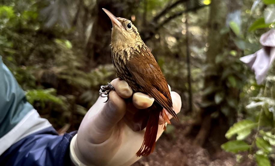 Arapacu_rajado (Xiphorhynchus Fuscus)