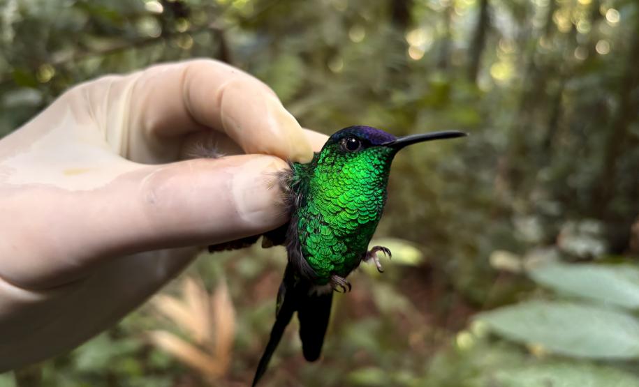 Beija-flor-defronte-violeta (Thalurania Glaucopis)