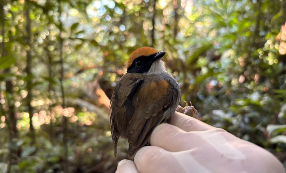 Cuspidor-de-mascara-preta (Conopophaga Melanops)