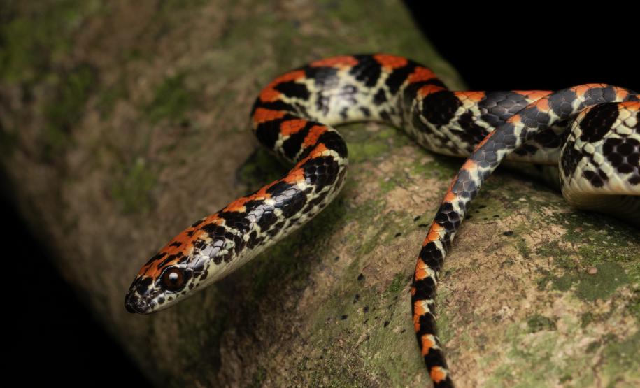 Falsa-coral (Siphlophis Pulcher)