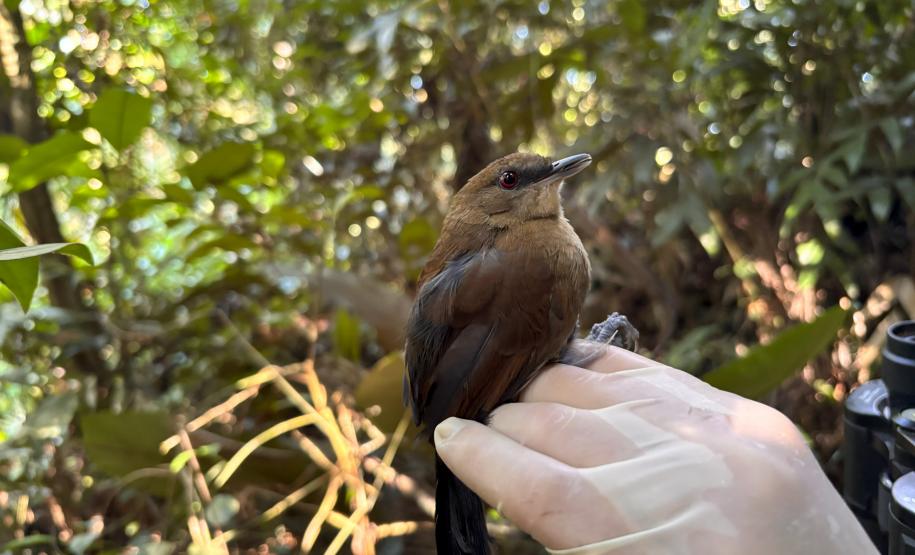 Fêmea_de_papa-taoca (pyriglena_leucoptera)