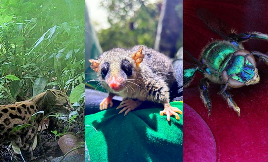 Programa de Fauna da Ponte de Guaratuba já monitorou 18 mil animais