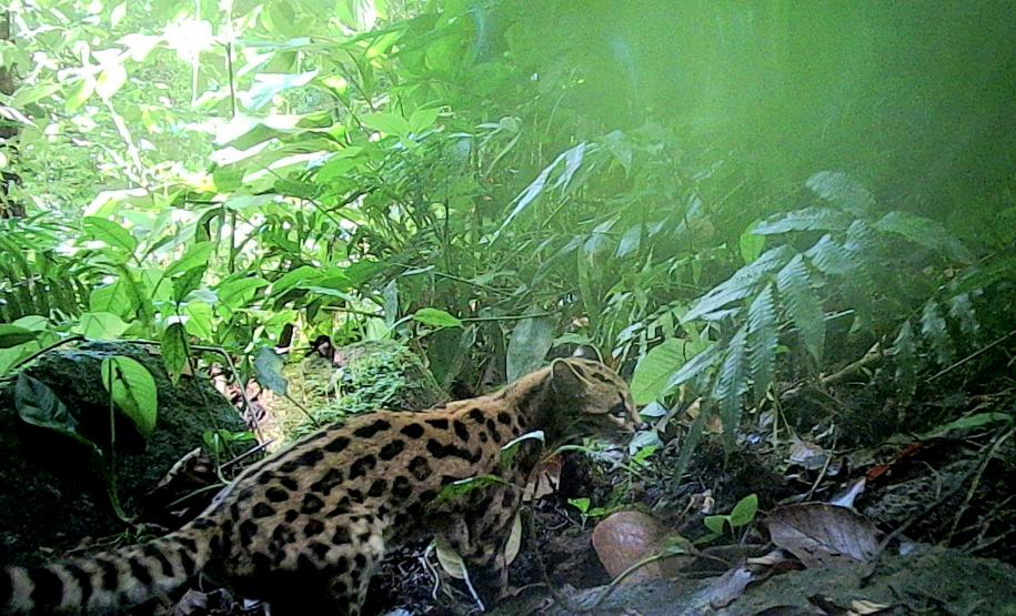 Gato-maracaja (Leopardus Wiediifoto)