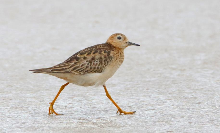 Macarico-acanelado (Calidris Subruficollis)