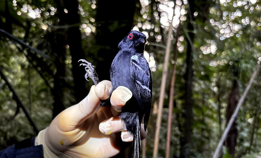 Macho_de_papa-taoca (Pyriglena_leucoptera)