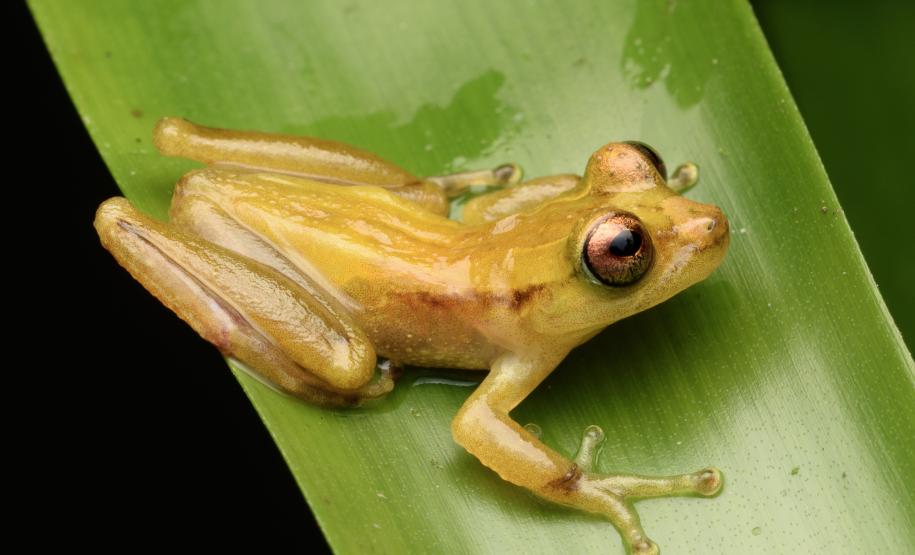 Perereca-marsupial (Fritziana Mitusfoto)