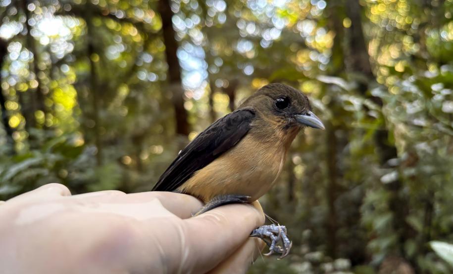 Tie-de-topete (Trichothraupis Melanops)