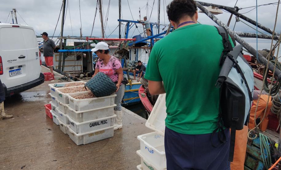 Monitoramento do desembarque pesqueiro aponta estabilidade da pesca artesanal durante obras da Ponte de Guaratuba